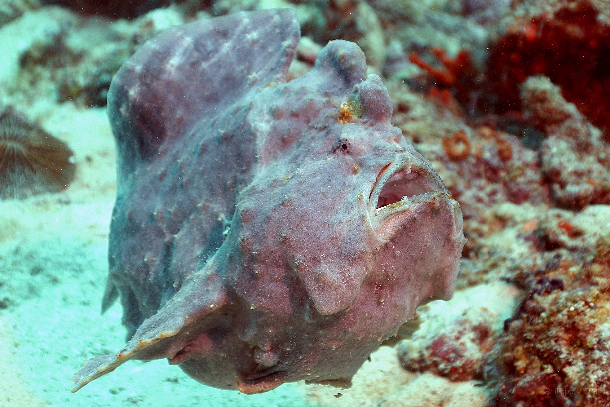 Sipadan_2015_Poisson grenouille_Antennaire geant_Antennarius commerson_IMG_2539_rc.jpg